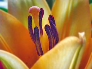 &copy; by Hilmar Boehle