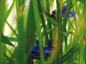 &copy; by Hilmar Boehle